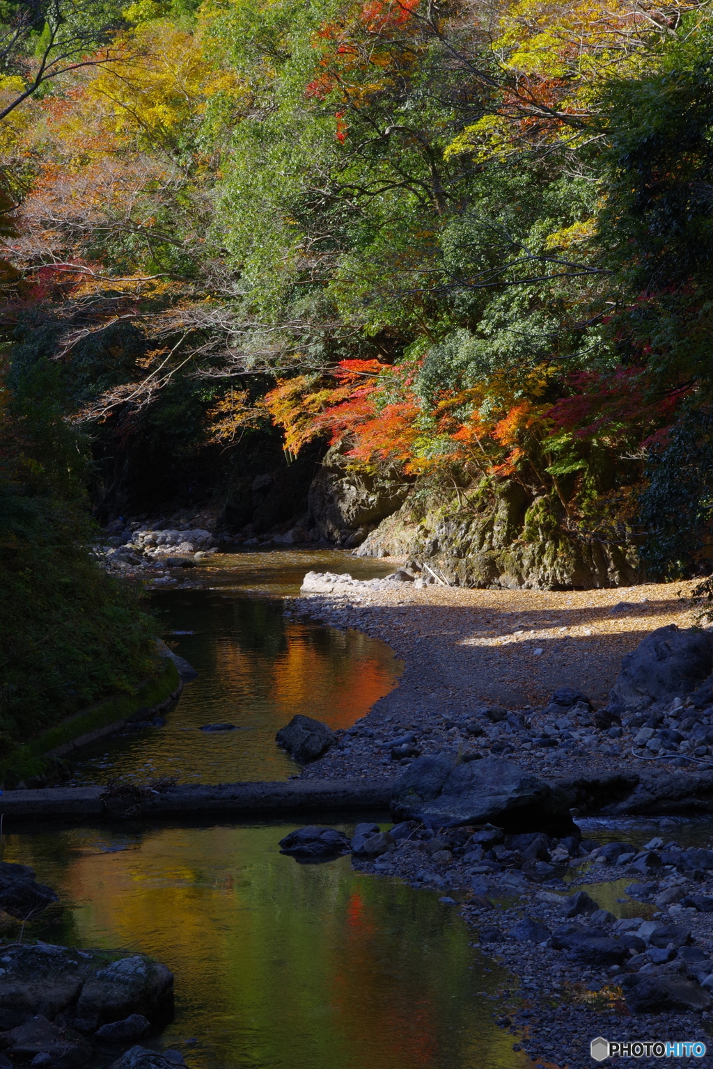 京都北山にて1（2020京都紅葉）