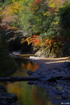 京都北山にて1（2020京都紅葉）