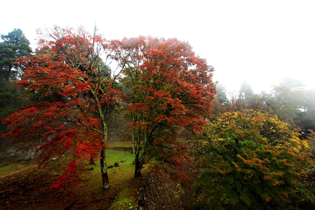 2015紅葉(高取城跡1)