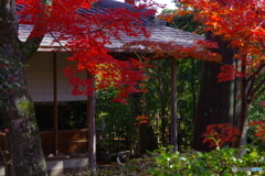 2021京の紅葉（妙心寺大法院4）