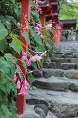 秋海棠・貴船神社