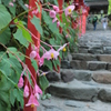 秋海棠・貴船神社