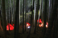 高台寺・2014秋④（竹林ライトアップ）