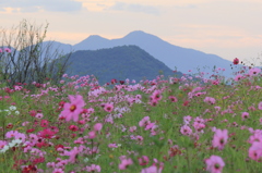 秋桜・明日香1