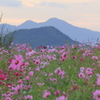 秋桜・明日香1