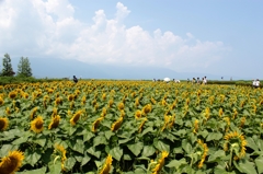 ひまわりと夏雲