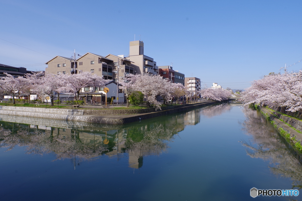 岡崎疎水2（’22京さくら）