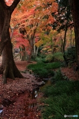 2015紅葉（下鴨神社・糺の森3）