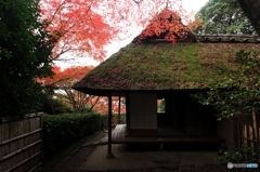 2015紅葉（金福寺2）