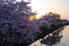 国宝・彦根城の桜3（’22さくら紀行）