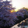 国宝・彦根城の桜3（’22さくら紀行）