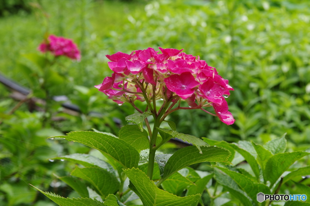 雨上がりの紫陽花1