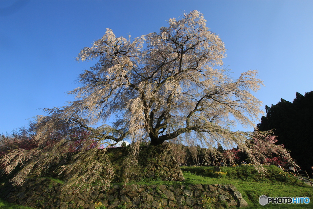 2017桜紀行（又兵衛桜）