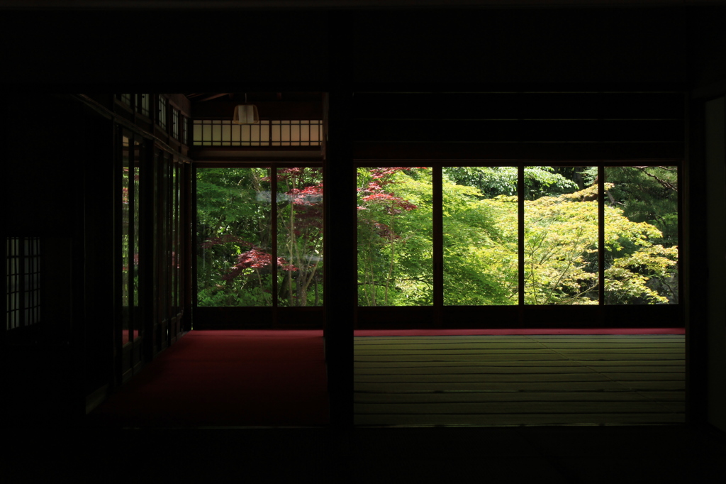 青もみじ(天授庵5）