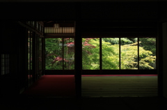 青もみじ(天授庵5)