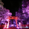 糺の森の光の祭7（南口鳥居と楼門2）