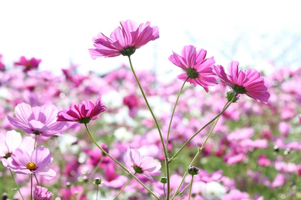 コスモス2