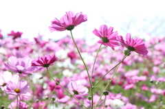 コスモス2