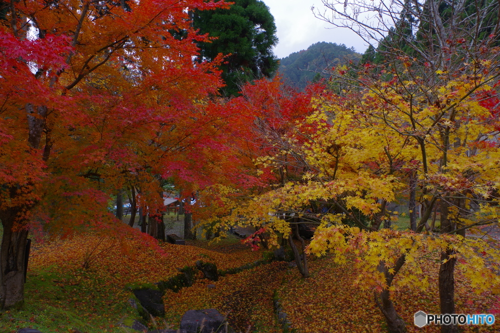 花背の紅葉（2020京都紅葉　山村都市交流の森）