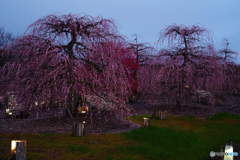 2019春・梅（鈴鹿の森庭園・ライトアップ1）