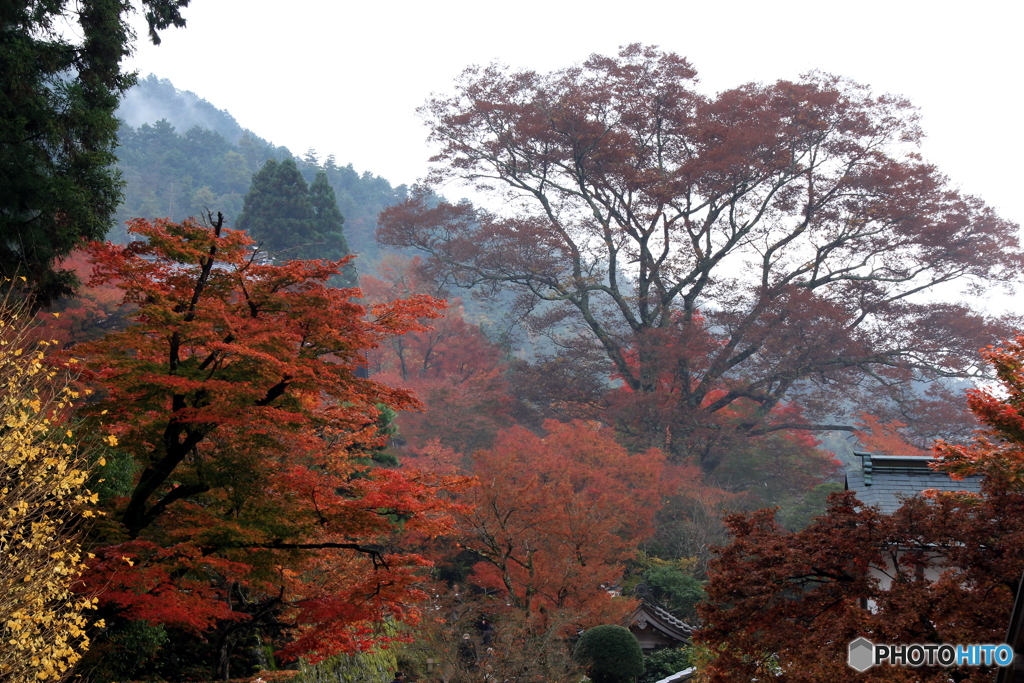 2016秋景色5（紅葉　大原　勝林院）