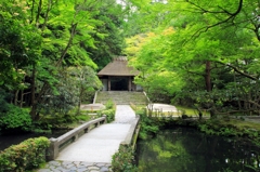 2015　新緑（法然院）