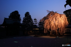 2018桜紀行（高台寺 ライトアップ）