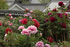 奈良・花紀行5（長谷寺・ぼたん2）