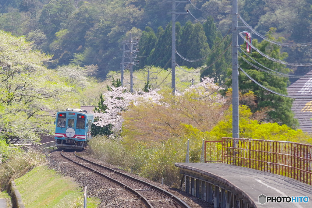 樽見鉄道・水鳥駅にて（’22さくら紀行）