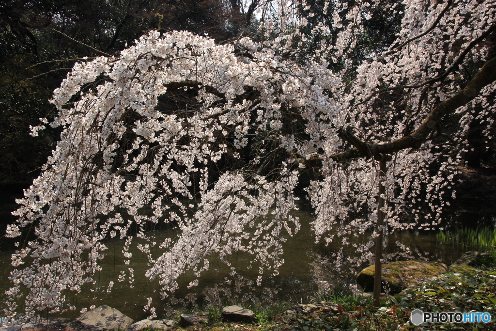 2018桜紀行（京都御所 近衛糸桜1）