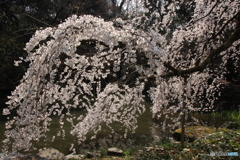 2018桜紀行（京都御所 近衛糸桜1）