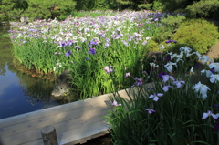 初夏の平安神宮4（西神苑・花菖蒲2）