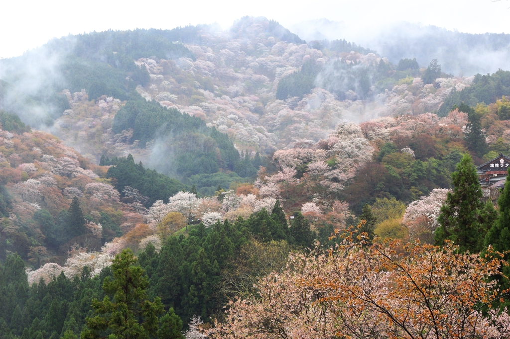 2015・桜めぐり⑫（吉野桜霧中幻想2）