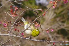 十月桜とメジロ