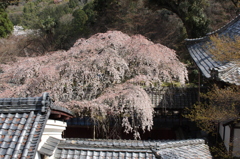 2014京都・桜　1（十輪寺）