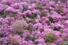 2018桜紀行（西明寺山　山桜ミツバツツジ）