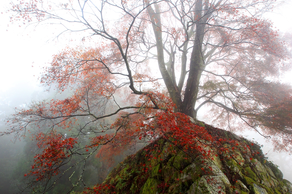 2015紅葉(高取城跡2)