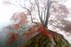 2015紅葉(高取城跡2)