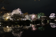 2014京都・桜 6(東寺)