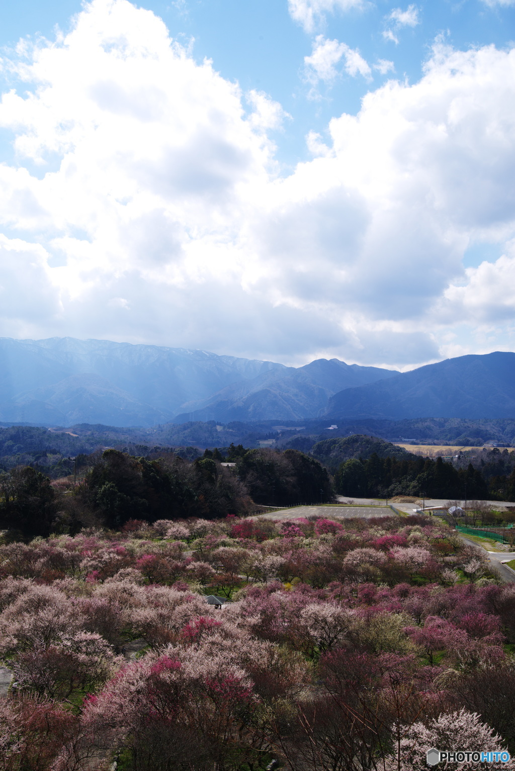 2019春・梅（梅園に光射す・いなべ市農業公園）