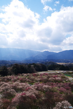 2019春・梅（梅園に光射す・いなべ市農業公園）