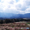 2019春・梅（梅園に光射す・いなべ市農業公園）