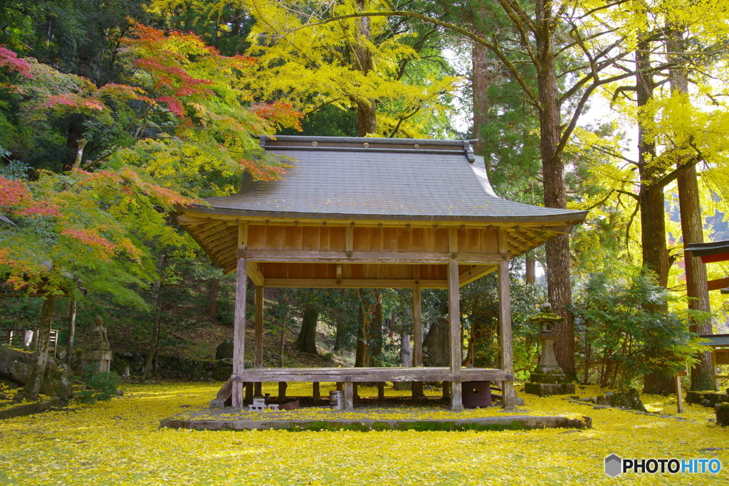京都北山にて3（2020京都紅葉　岩戸落葉神社）