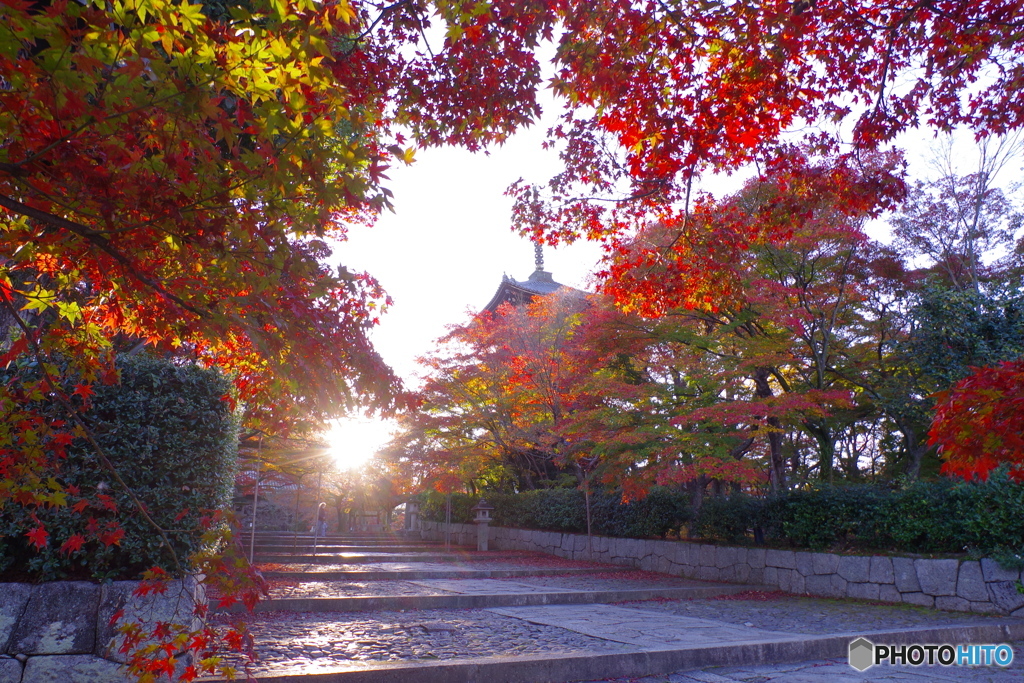 朝の真如堂（2020紅葉）