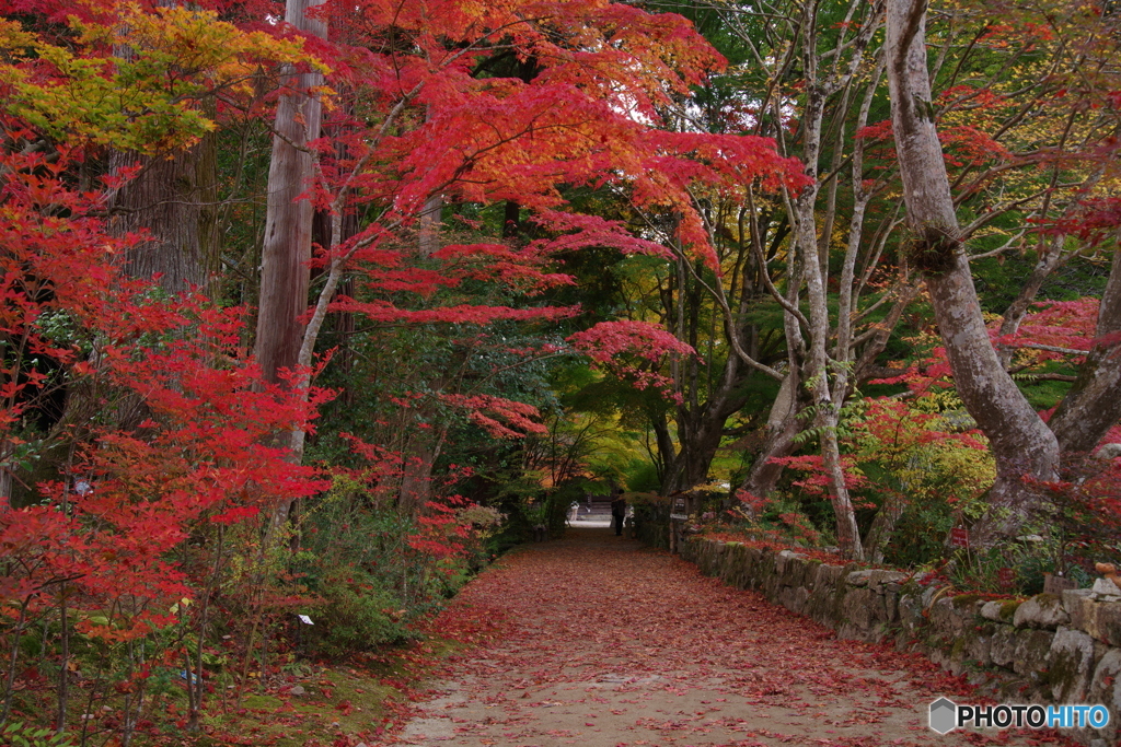 湖南三山の紅葉3（長寿寺参道　2022紅葉）