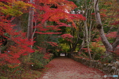 湖南三山の紅葉3（長寿寺参道　2022紅葉）