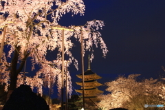 2016桜（東寺・夜桜ライトアップ）
