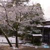 2月9日　金沢・雪（兼六園7）