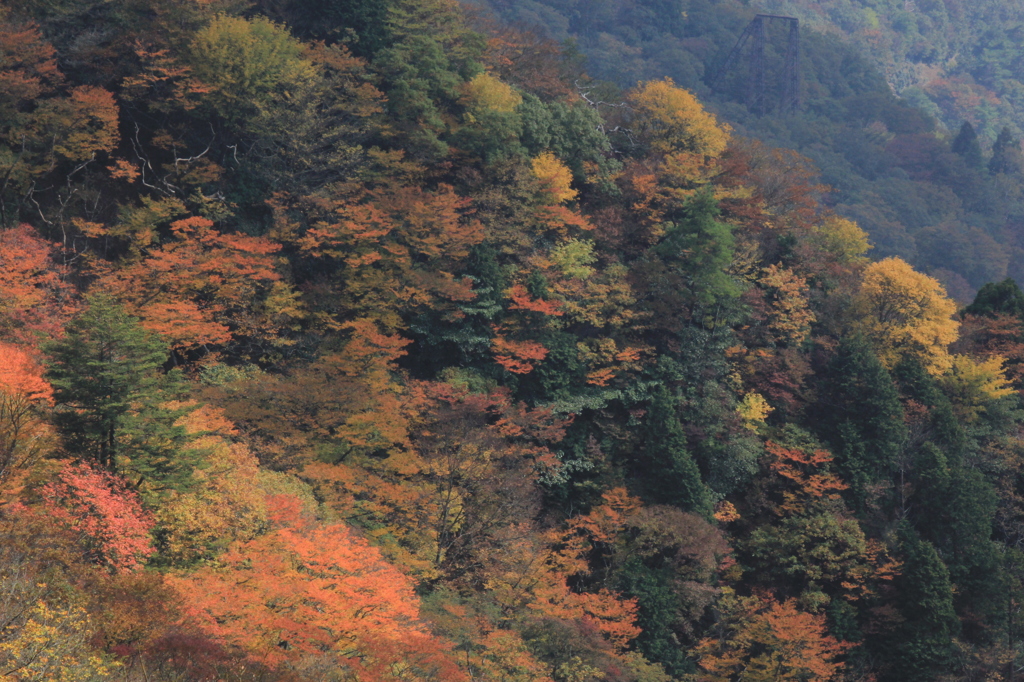 比良山系の錦秋③