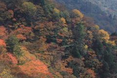 比良山系の錦秋③